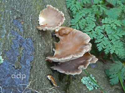 Pleurotus ostreatus (Oyster Mushroom) Alan Prowse